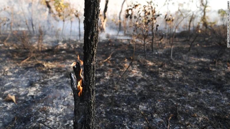 رقم قياسي من الحرائق تشهده غابات الأمازون هذا العام!