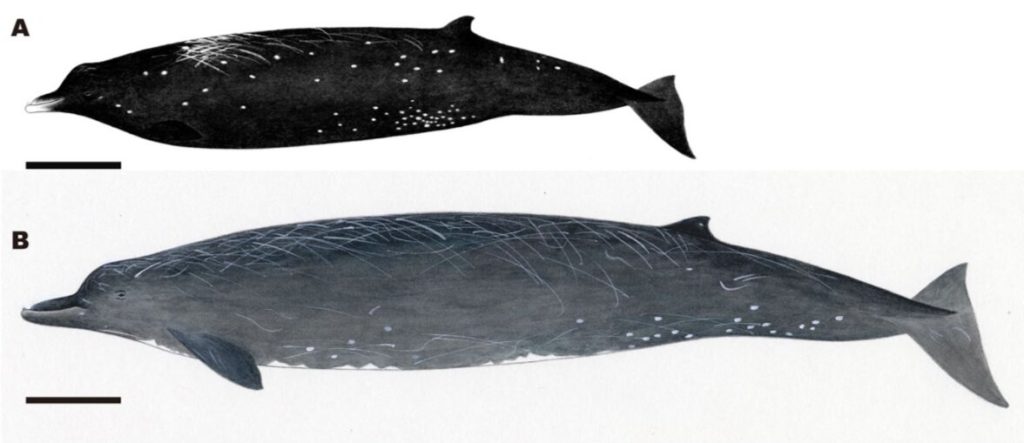 اكتشاف نوع جديد من الحيتان على ساحل جزيرة هوكايدو