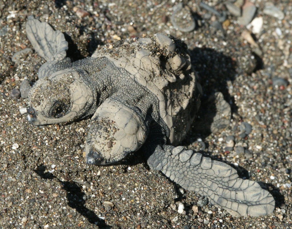ناشطون بيئيون يعثرون على على سلحفاة نادرة برأسين على شاطئ كارولينا الجنوبية