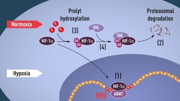 تحكم الأكسجين في عملية التحلل لبروتين الـ HIF-1a