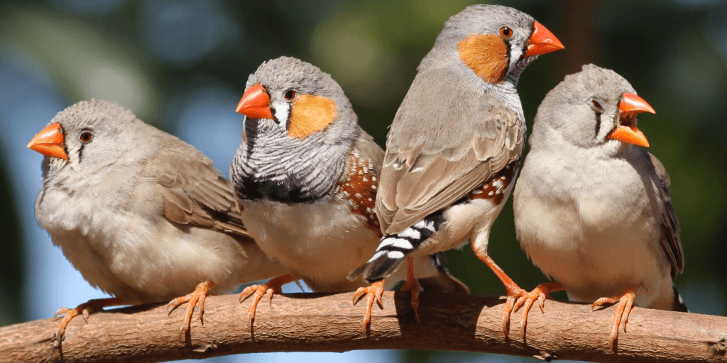 علماء يعلمون الطيور ألحانًا جديدة عن طريق زرع ذاكرة كاذبة !