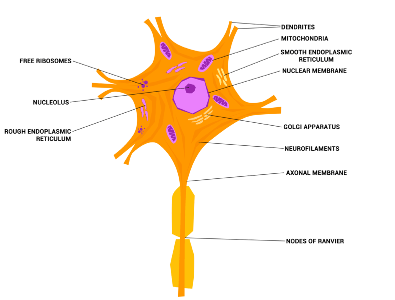 صورة مبسطة لتركيب الخلية العصبية