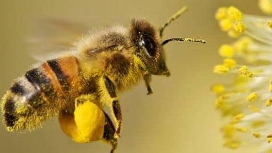 كيف يتواصل نحل العسل؟
