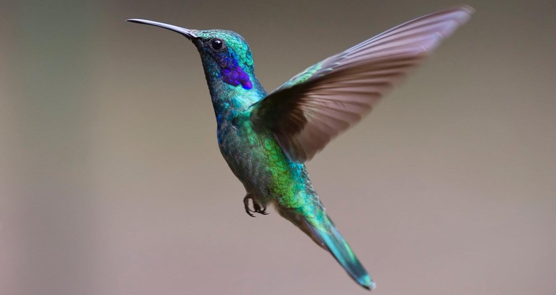 الطائر الطنان hummingbird bird