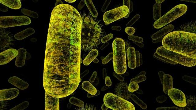 كيف تتواصل البكتيريا؟