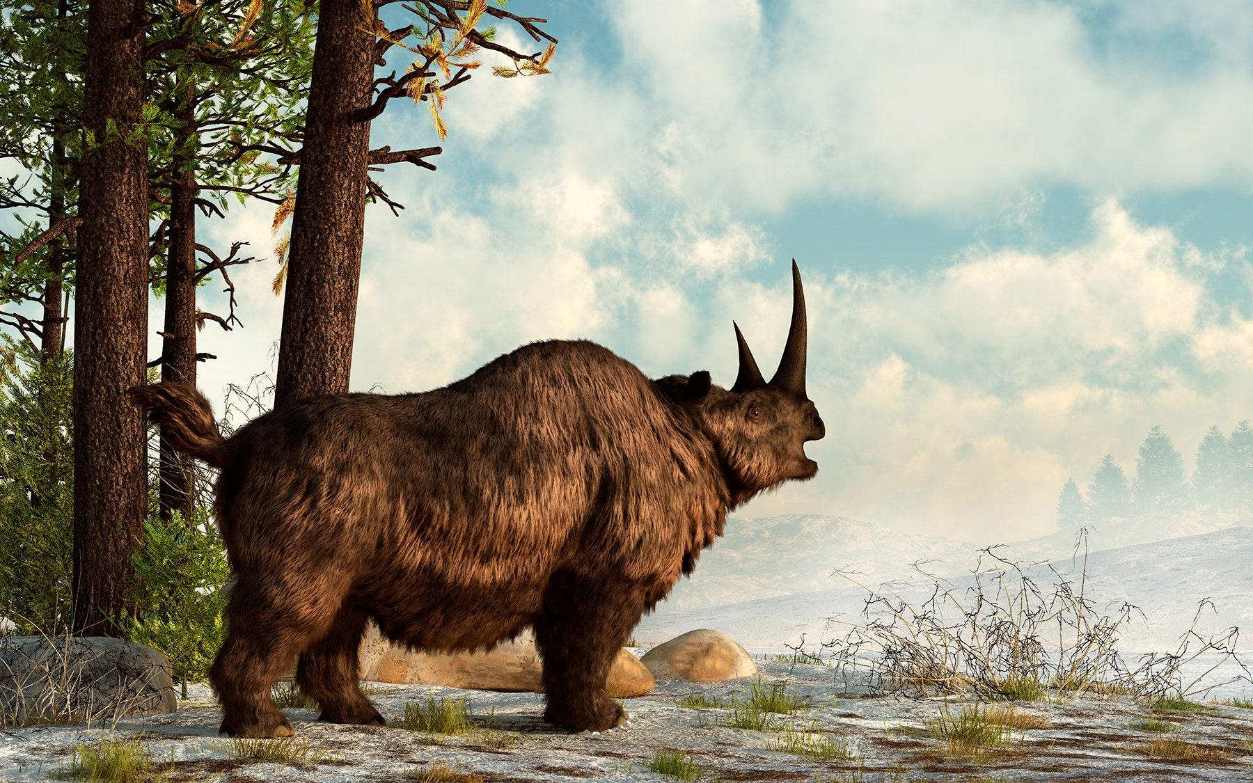 هل اكتشفنا السبب الحقيقي وراء انقراض وحيد القرن الصوفي ؟