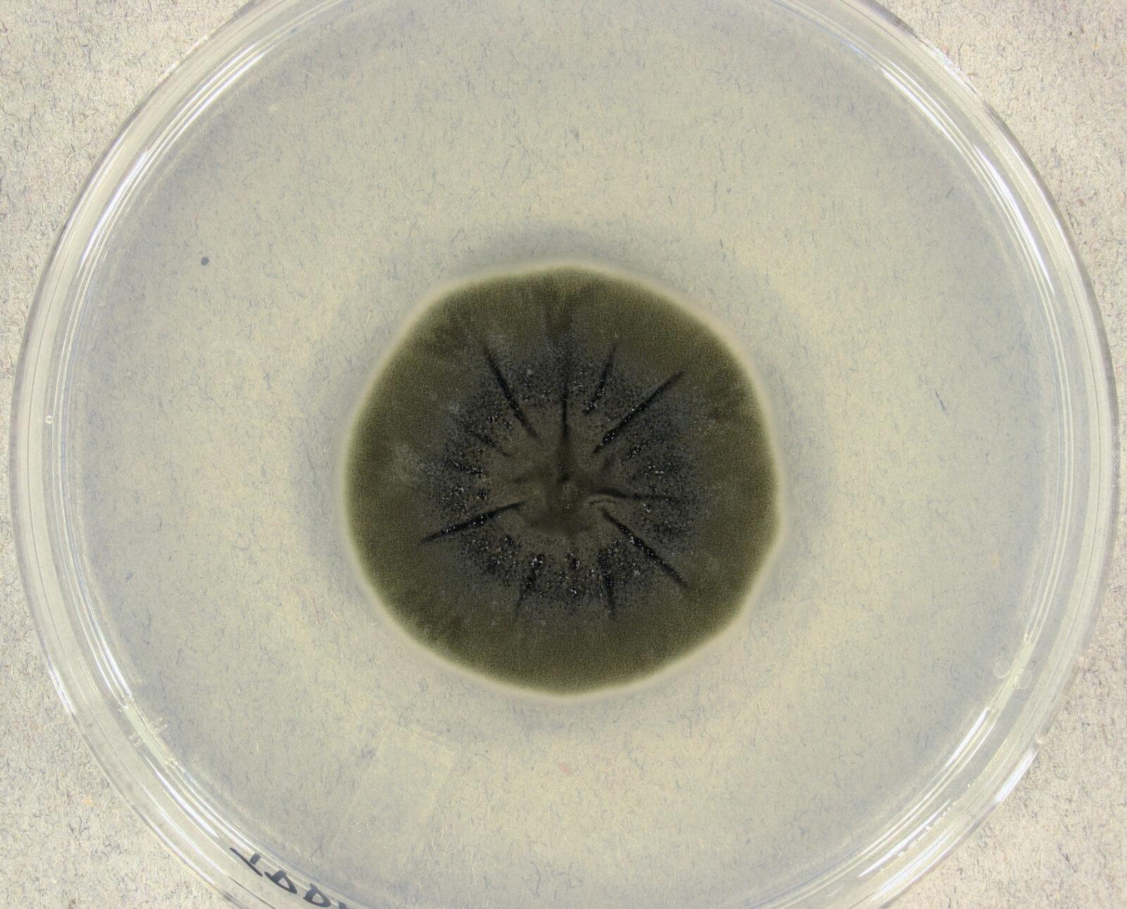 فطر «كلادوسبوريوم سفيروسبيرموم-Cladosporium sphaerospermum»