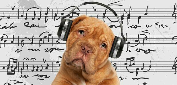 ما هو أثر الموسيقى في الحيوانات؟