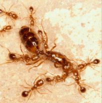 صورة لشغالات نمل النار تحمل الجين جي بي-9 تقتل ملكة تحمله. 