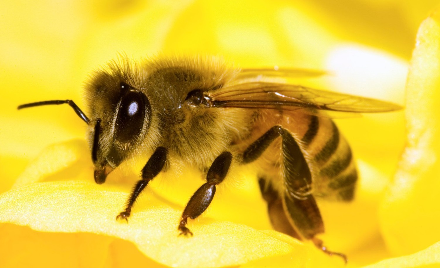 موت النحل