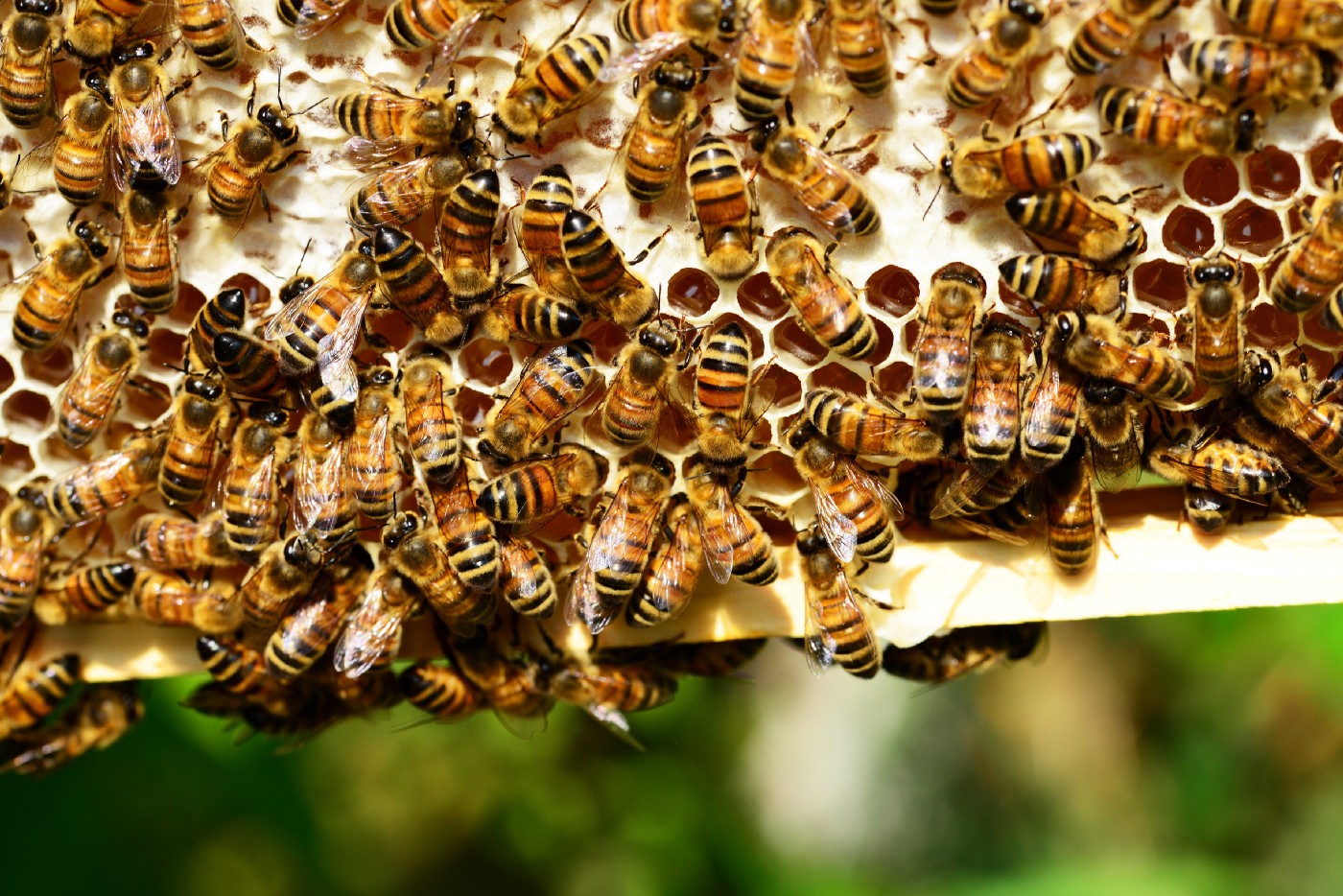 مستعمرة النحل