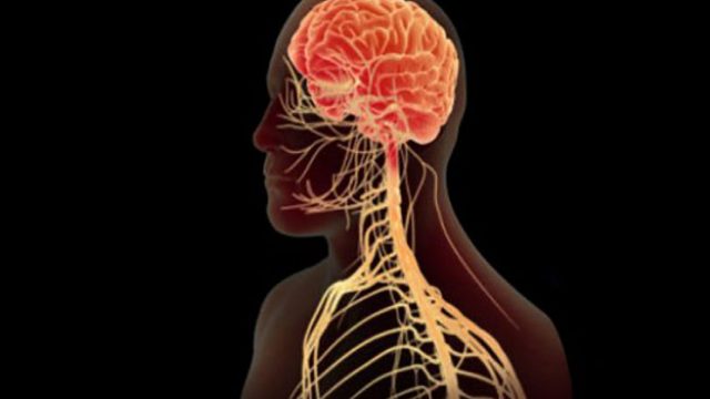 ما هو الجهاز العصبي السمبثاوي أو الودي وتأثيره على الجسم؟