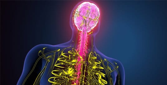 ما هو الجهاز العصبي الباراسمبثاوى؟ وكيف يؤثر على صحة الجسم ورفاهيته؟