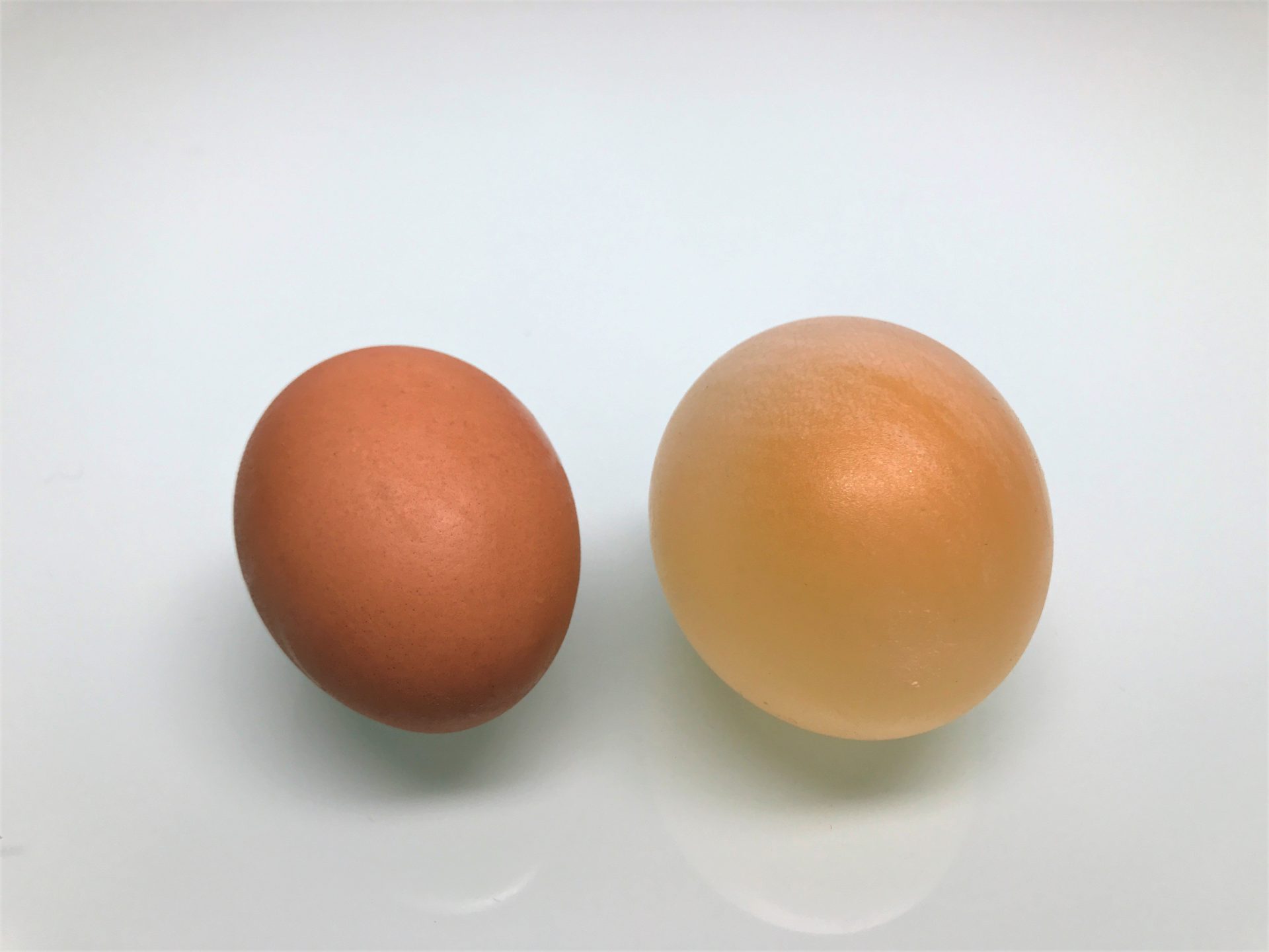 تجربة البيضة والخل لفهم التناضح
